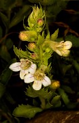 Penstemon deustus 16-1021